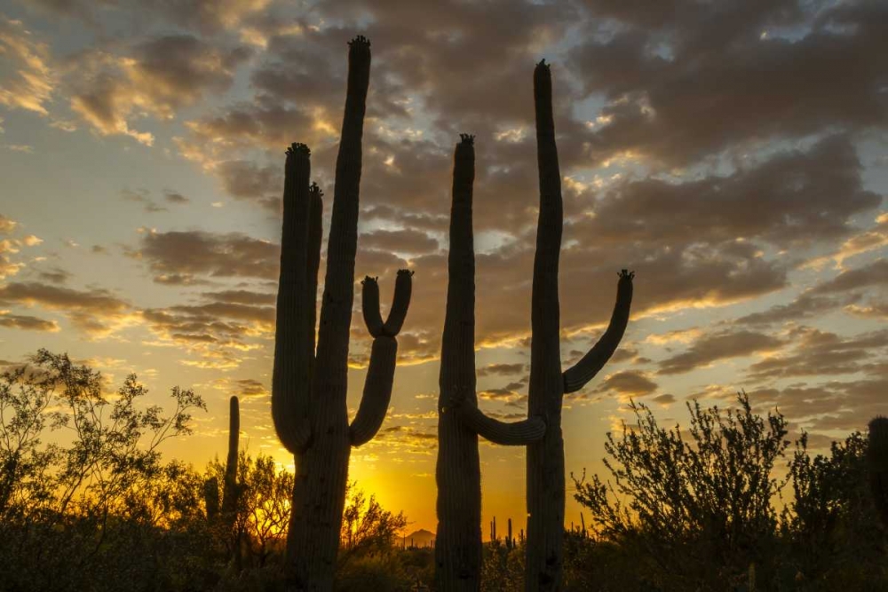Arizona, Saguaro NP Sunset on desert landscape art print by Cathy and Gordon Illg for $57.95 CAD