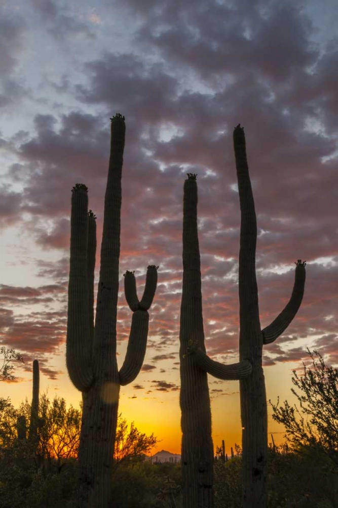 Arizona, Saguaro NP Sunset on desert landscape art print by Cathy and Gordon Illg for $57.95 CAD
