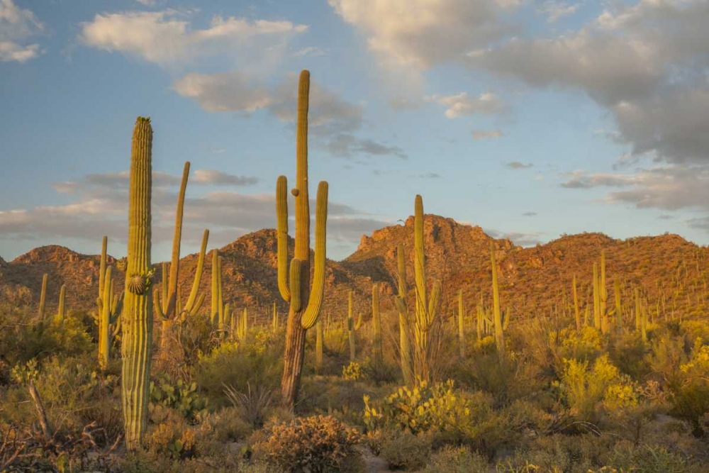 USA, Arizona, Saguaro NP Desert landscape art print by Cathy and Gordon Illg for $57.95 CAD