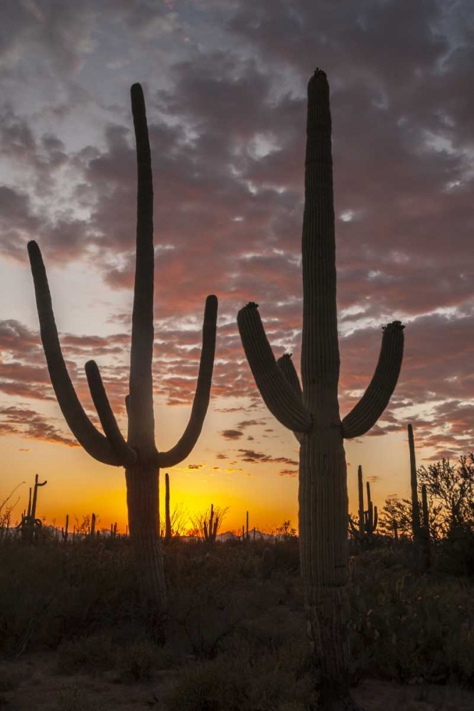 Arizona, Saguaro NP Sunset on desert landscape art print by Cathy and Gordon Illg for $57.95 CAD
