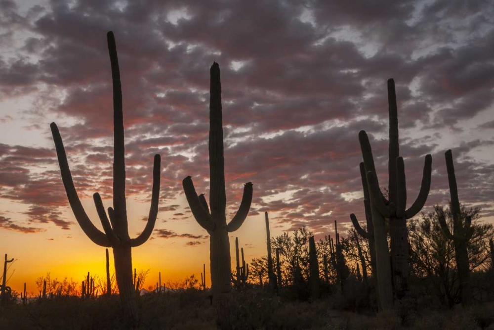 Arizona, Saguaro NP Sunset on desert landscape art print by Cathy and Gordon Illg for $57.95 CAD