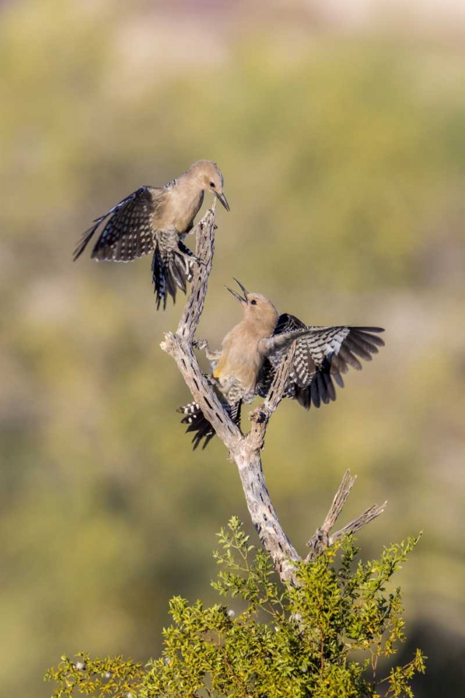 AZ, Buckeye Gila woodpeckers on cholla skeleton art print by Wendy Kaveney for $57.95 CAD
