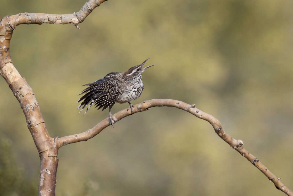 Arizona, Buckeye Singing cactus wren on branch art print by Wendy Kaveney for $57.95 CAD