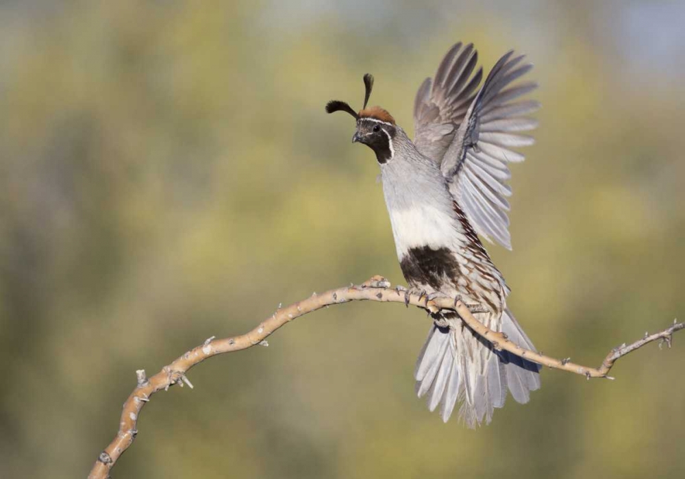 AZ, Buckeye Female Gambels quail on branch art print by Wendy Kaveney for $57.95 CAD