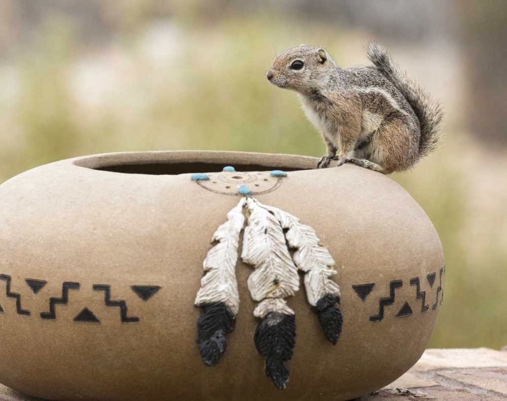 AZ, Buckeye Harriss antelope squirrel art print by Wendy Kaveney for $57.95 CAD