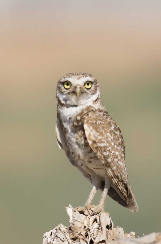 USA, Arizona, Buckeye Burrowing owl close-up art print by Wendy Kaveney for $57.95 CAD