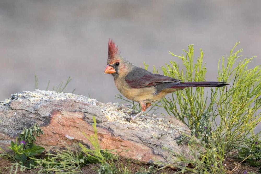 Arizona, Amado Female cardinal perched on rock art print by Wendy Kaveney for $57.95 CAD