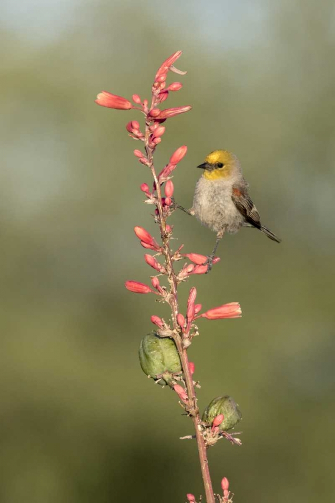 AZ, Amado Verdin on stalk of hesperaloe art print by Wendy Kaveney for $57.95 CAD