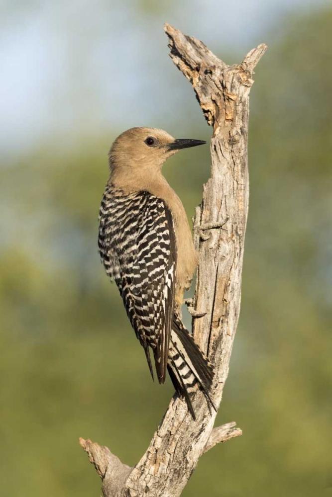 AZ, Amado Gila woodpecker on dead tree trunk art print by Wendy Kaveney for $57.95 CAD