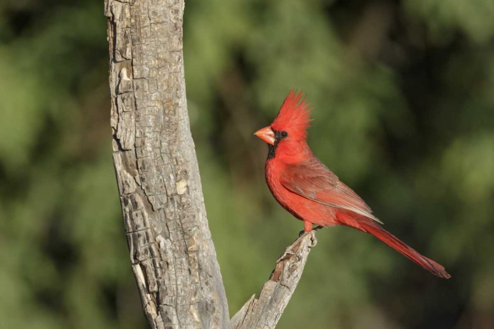 Arizona, Amado Northern cardinal on dead tree art print by Wendy Kaveney for $57.95 CAD