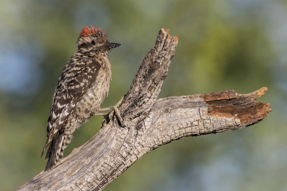 AZ, Amado Ladder-backed woodpecker on tree trunk art print by Wendy Kaveney for $57.95 CAD
