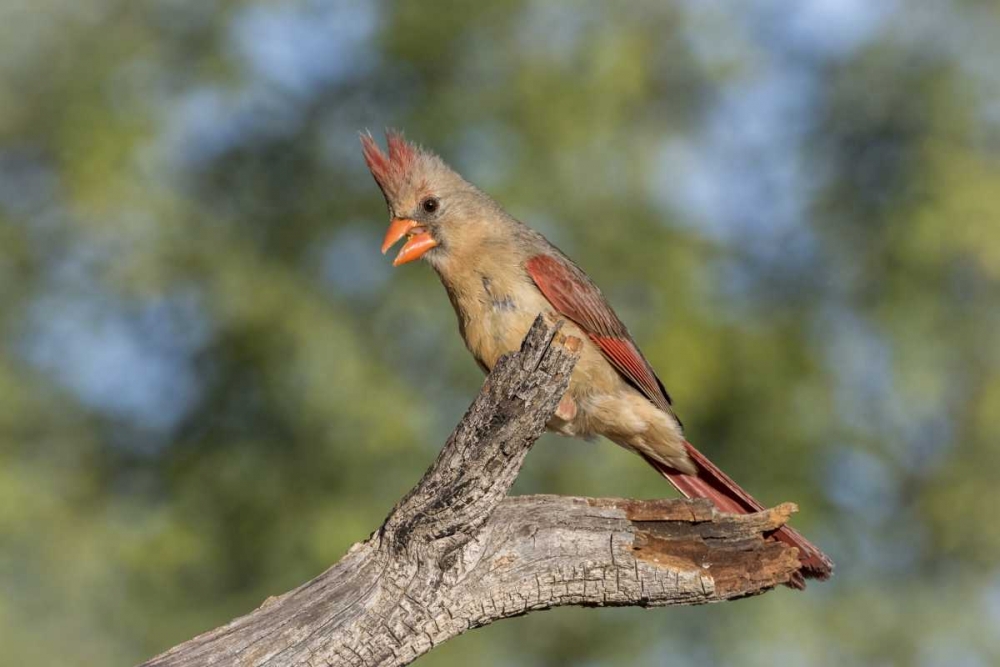 USA, Arizona, Amado Female cardinal on branch art print by Wendy Kaveney for $57.95 CAD