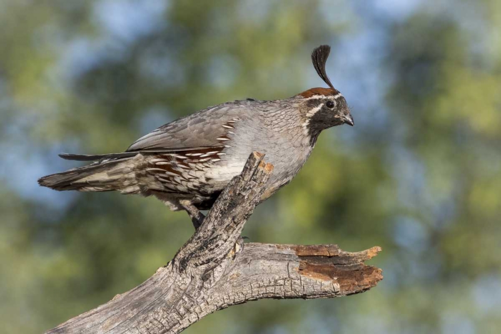 Arizona, Amado Gambels quail on dead branch art print by Wendy Kaveney for $57.95 CAD