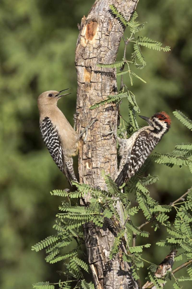 AZ, Amado Woodpeckers on tree trunk art print by Wendy Kaveney for $57.95 CAD