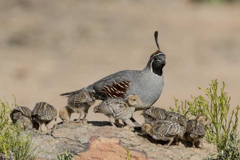 AZ, Amado Gambels quail and chicks on a rock art print by Wendy Kaveney for $57.95 CAD