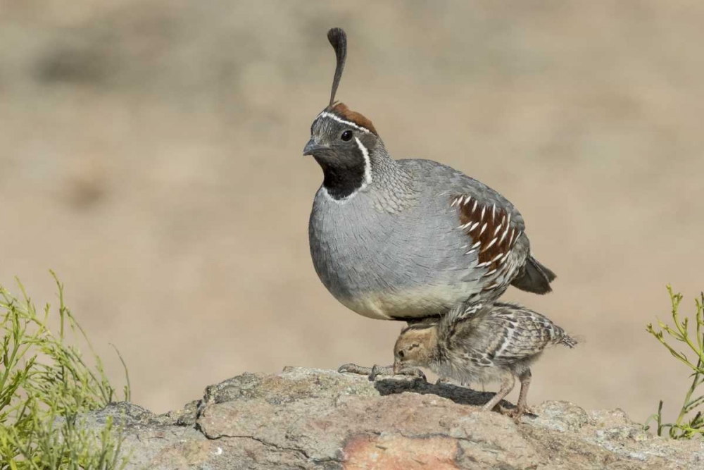 Arizona, Amado Male Gambels quail with chick art print by Wendy Kaveney for $57.95 CAD