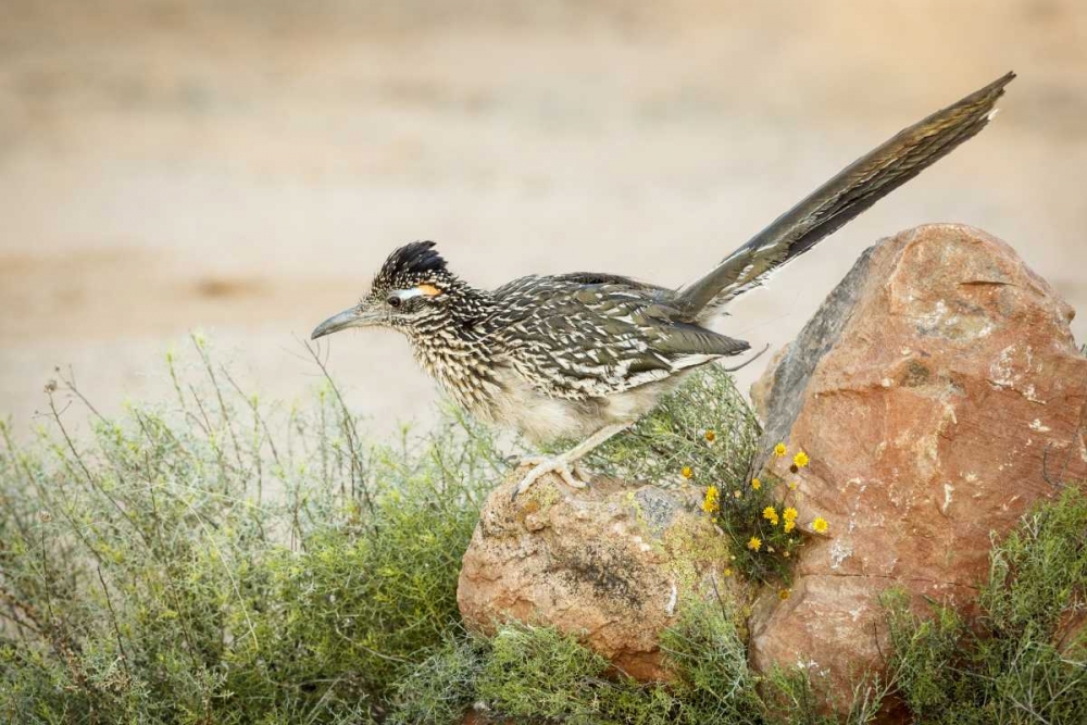 Arizona, Santa Rita Mts A greater roadrunner art print by Wendy Kaveney for $57.95 CAD