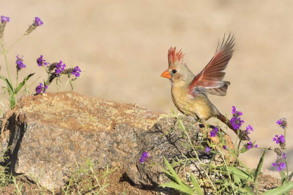 Arizona, Amado Female cardinal with wings spread art print by Wendy Kaveney for $57.95 CAD