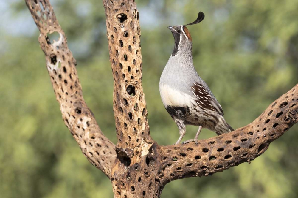 AZ, Amado Gambels quail on cholla skeleton art print by Wendy Kaveney for $57.95 CAD