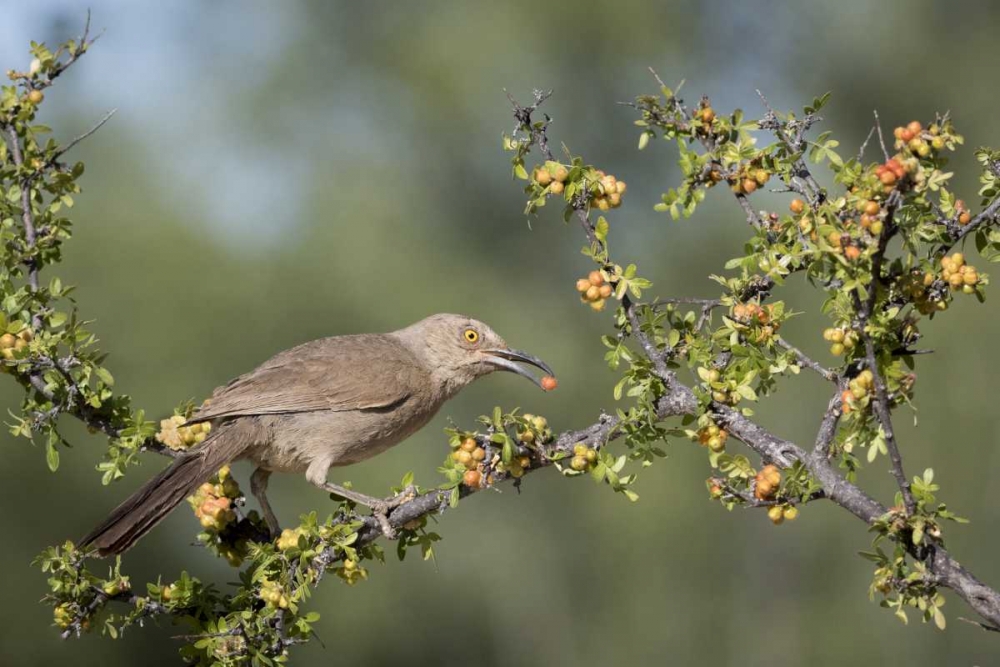 AZ, Amado Curve-billed thrasher with berry art print by Wendy Kaveney for $57.95 CAD