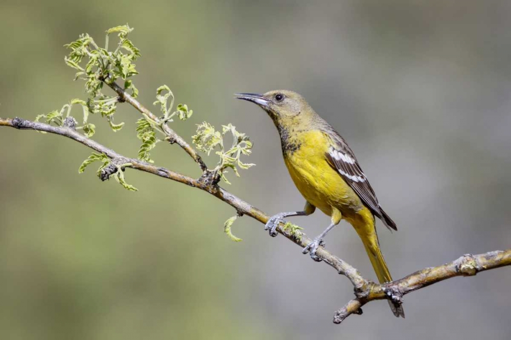 AZ, Santa Rita Mts Female Scotts oriole on tree art print by Wendy Kaveney for $57.95 CAD