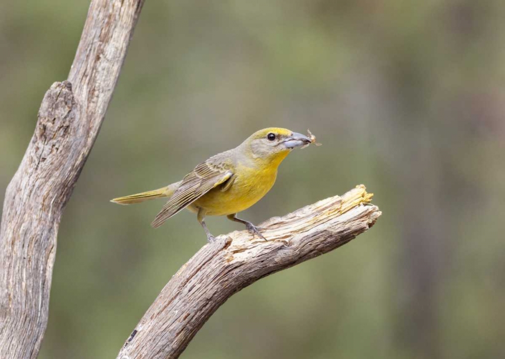 AZ, Santa Rita Mts Hepatic tanager eating bee art print by Wendy Kaveney for $57.95 CAD