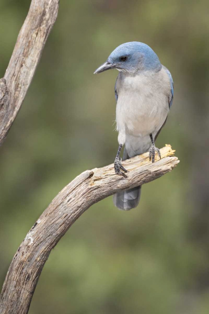 AZ, Santa Rita Mts Mexican jay perched on tree art print by Wendy Kaveney for $57.95 CAD