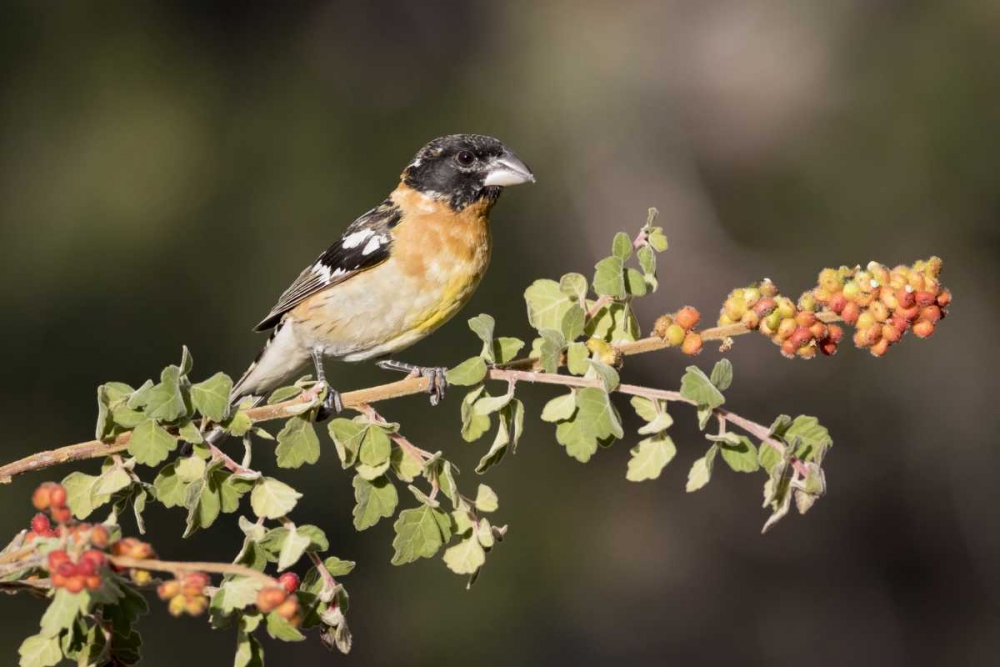 AZ, Amado Black-headed grosbeak on skunkbush art print by Wendy Kaveney for $57.95 CAD