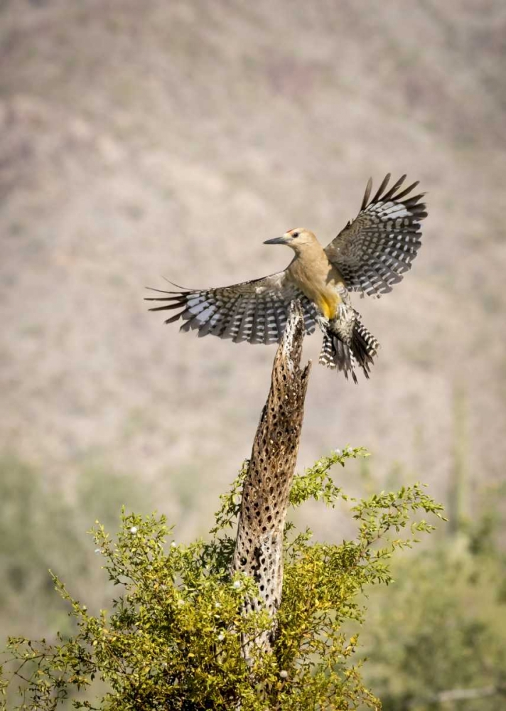 AZ, Buckeye Gila woodpecker on cholla skeleton art print by Wendy Kaveney for $57.95 CAD