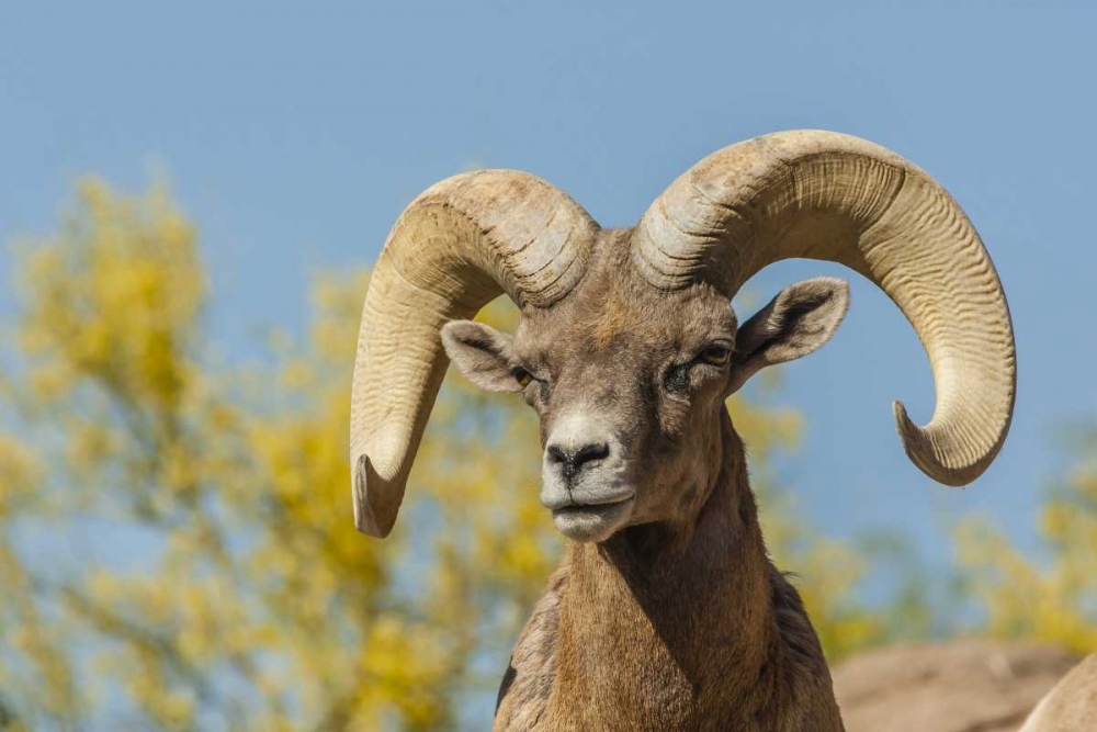 Arizona, Sonoran Desert Desert bighorn ram art print by Cathy and Gordon Illg for $57.95 CAD