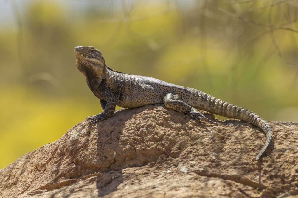 Arizona, Sonoran Desert Spiny-tailed iguana art print by Cathy and Gordon Illg for $57.95 CAD