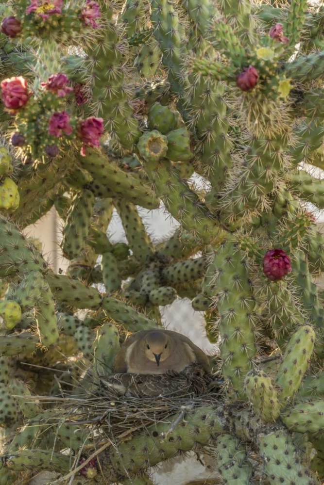 AZ, Sonoran Desert Mourning dove with chick art print by Cathy and Gordon Illg for $57.95 CAD