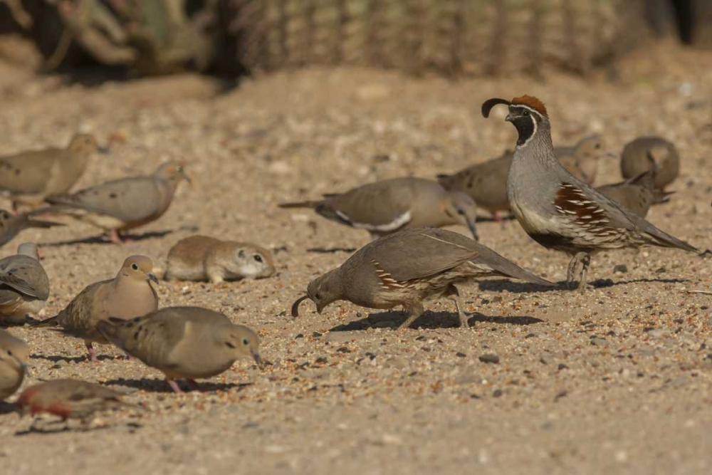 AZ, Sonoran Desert Birds and ground squirrel art print by Cathy and Gordon Illg for $57.95 CAD