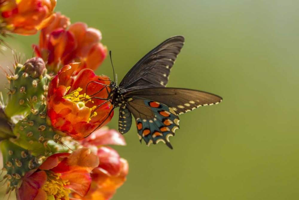 AZ, Sonoran Desert Pipevine swallowtail art print by Cathy and Gordon Illg for $57.95 CAD