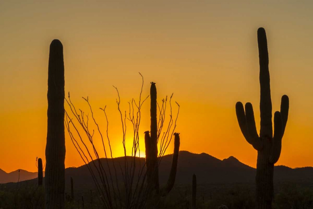 Arizona, Saguaro NP Sunset on desert landscape art print by Cathy and Gordon Illg for $57.95 CAD