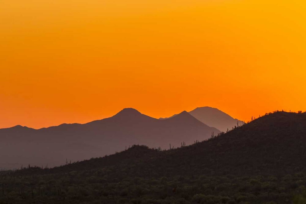 Arizona, Saguaro NP Tucson Mountains at sunset art print by Cathy and Gordon Illg for $57.95 CAD