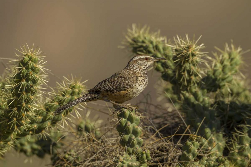 AZ, Sonoran Desert Cactus wren on cholla cactus art print by Cathy and Gordon Illg for $57.95 CAD
