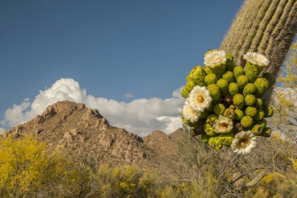 Arizona, Saguaro NP Saguaro cactus blossoms art print by Cathy and Gordon Illg for $57.95 CAD