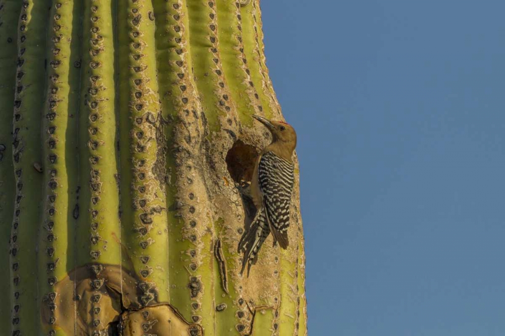 AZ, Sonoran Desert Gila woodpecker at nest hole art print by Cathy and Gordon Illg for $57.95 CAD