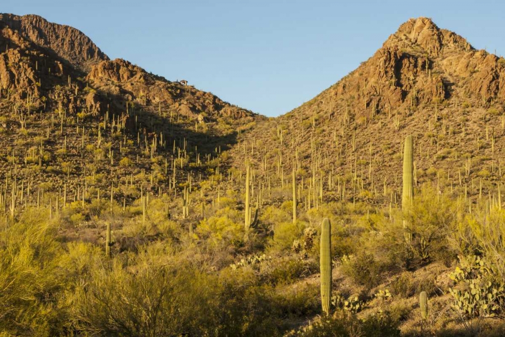 Arizona, Sonoran Desert Saguaro and palo verde art print by Cathy and Gordon Illg for $57.95 CAD