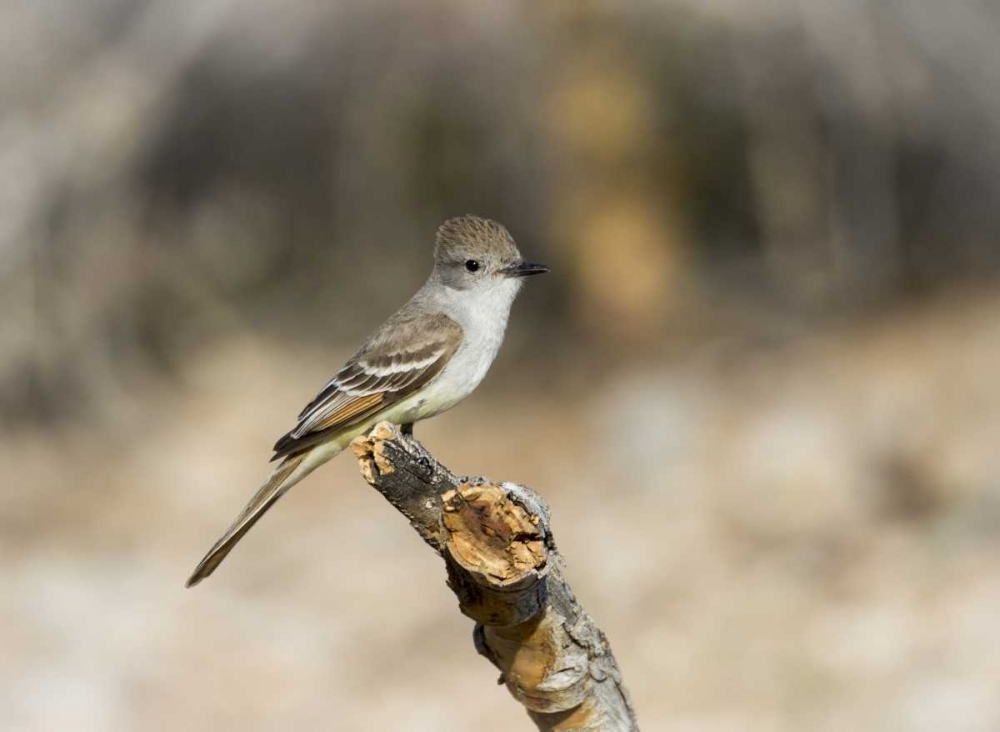 AZ, Buckeye An ash-throated flycatcher on stump art print by Wendy Kaveney for $57.95 CAD
