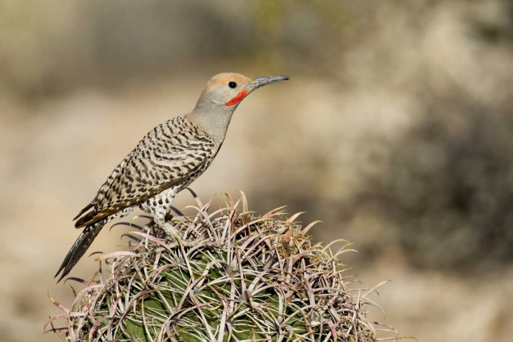 AZ, Buckeye Male gilded flicker on barrel cactus art print by Wendy Kaveney for $57.95 CAD