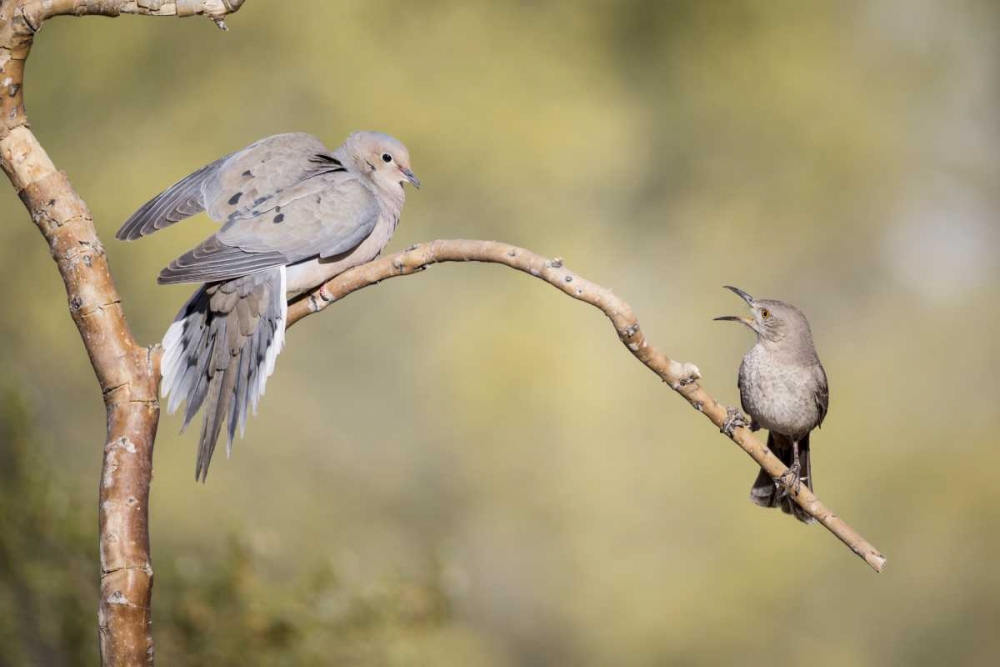 AZ, Curve-billed thrasher and mourning dove art print by Wendy Kaveney for $57.95 CAD