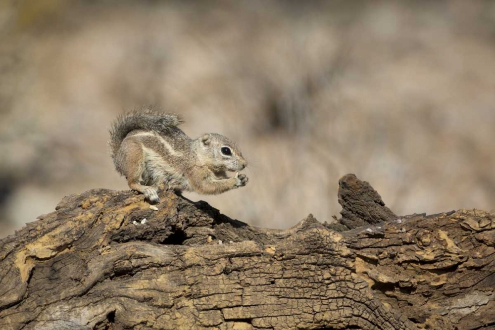 Arizona, Buckeye Harriss antelope squirrel art print by Wendy Kaveney for $57.95 CAD