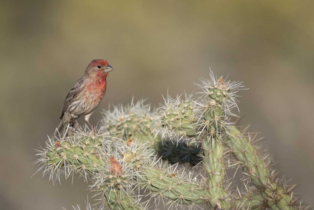 AZ, Buckeye House finch on pencil cholla cactus art print by Wendy Kaveney for $57.95 CAD