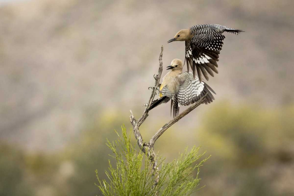 AZ, Buckeye Gila woodpeckers landing on branch art print by Wendy Kaveney for $57.95 CAD