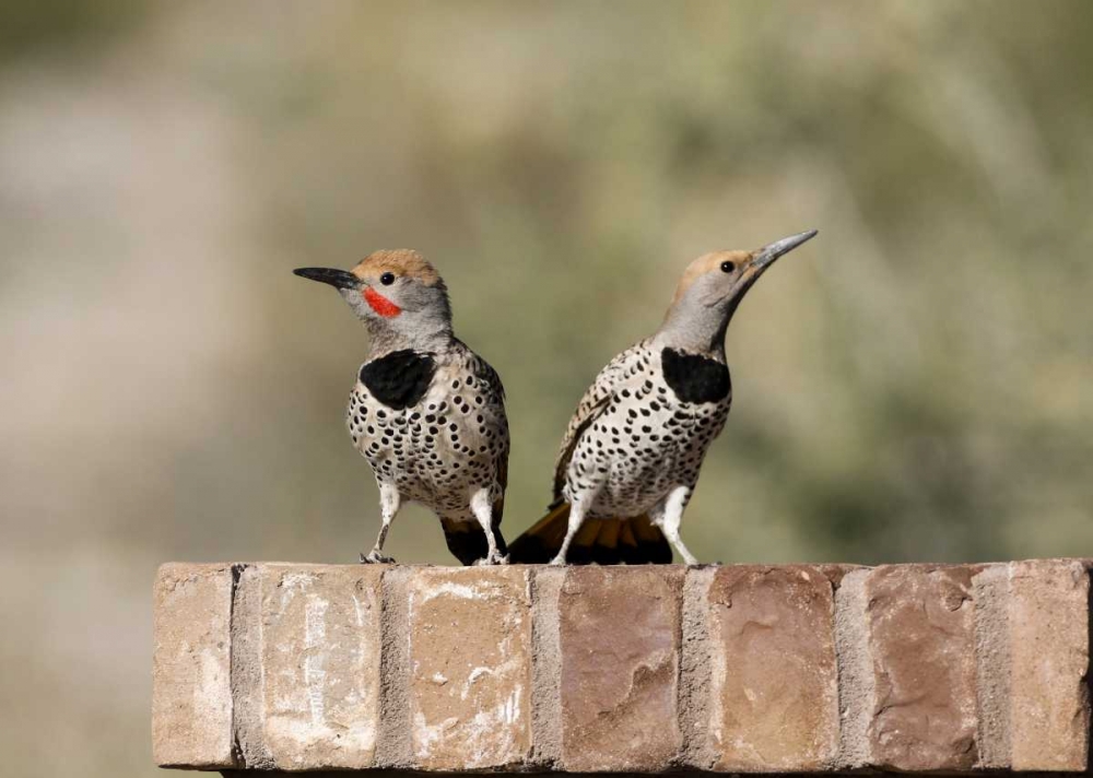 AZ, Buckeye Gilded flickers on brick wall art print by Wendy Kaveney for $57.95 CAD