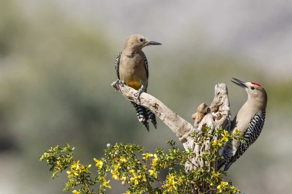 AZ, Buckeye Gila woodpeckers on cholla skeleton art print by Wendy Kaveney for $57.95 CAD