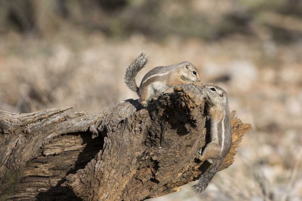 AZ, Buckeye Harriss antelope squirrels on log art print by Wendy Kaveney for $57.95 CAD