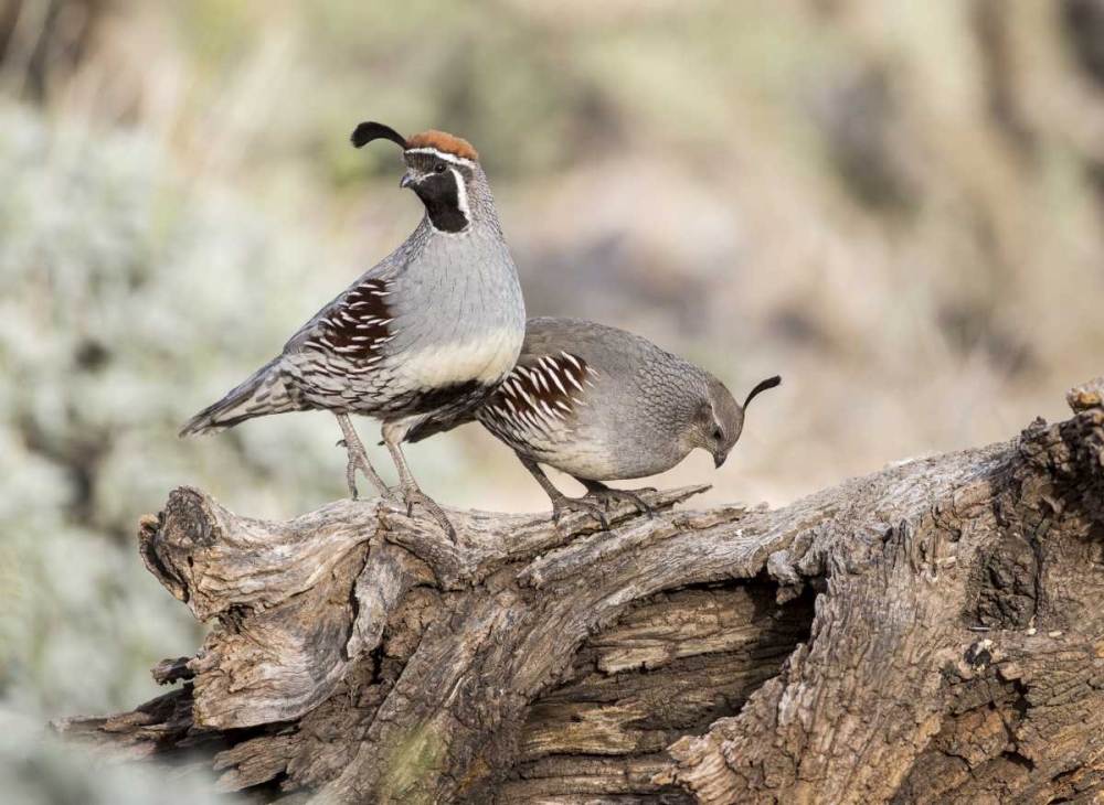 AZ, Buckeye Male and female Gambels quail art print by Wendy Kaveney for $57.95 CAD